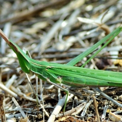 Acrida hungarica